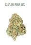 Sugar Pine Buds 3.50 Gram