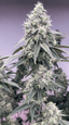 Apple Colada Buds 3.50 Gram
