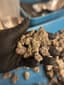 Parfait Buds 3.50 Gram