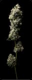 Sour Birthday Cake Buds 3.50 Gram