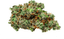 Root Beer Float Buds 14 Gram