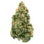 Galactic Jack Buds 28 Gram
