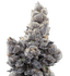 Trifecta Buds 28 Gram