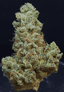 Key Lime Og Buds 3.50 Gram