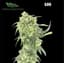 Gak Buds 3.50 Gram