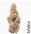 Purple Milk Buds 14 Gram