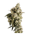 Mellow Dawg Buds 3.50 Gram