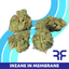 Inzane In The Membrane Buds 3.50 Gram