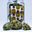Golden Pineapple Buds 3.50 Gram