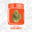 Alien Mintz Buds 3.50 Gram