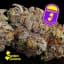 Heir Heads Buds 3.50 Gram