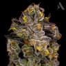 Alien Og Buds 3.50 Gram