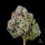 Sunshine Daydream Buds 3.50 Gram
