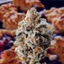 Los Muertos Buds 3.50 Gram