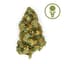 Sour Garlic Buds 7 Gram
