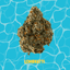 Lemonatti Buds 14 Gram