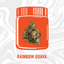 Rainbow Guava Buds 3.50 Gram