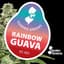 Rainbow Guava Buds 3.50 Gram